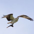 osprey